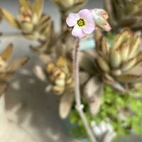 カモミール,ミヤコワスレ,福兎耳,小さな庭の画像