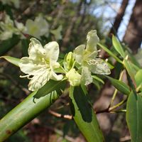 アセビ,ヒカゲツツジ,山歩き,山梨県の画像