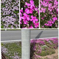 カモミール,キンギョソウ,シバザクラ,シラー,タイムの画像