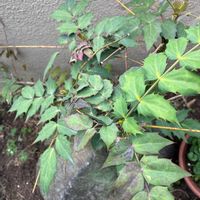 ヒイラギナンテンの画像