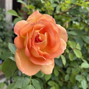 ラレーヌビクトリア,レディオブシャーロット,挿し木苗,ばら バラ 薔薇,ベランダの画像