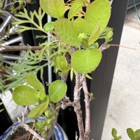 スモークツリー,スモークツリー,花のある暮らし,お楽しみ❀.(*´▽`*)❀.,車庫の画像