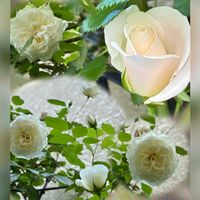 アイスバーグ,ラグランジア オーロランジュ,白い花,つるバラ,花のある暮らしの画像