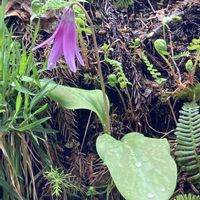 カタクリ,カタクリ,キクザキイチゲ,ニオイスミレ,シダの画像