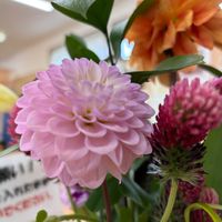 アスターの画像