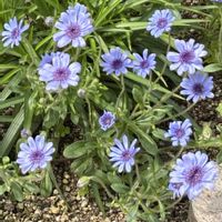 フェリシア,花のある暮らし,自家採種,愛媛県,種蒔きっ子の画像