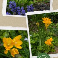 フリージア,ポーチュラカ,マリーゴールド,クフェアフローリーグローリー,ミニチューリップの画像
