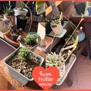 アメリカフウロ,ハオルチア,ハオルチア,多肉植物,花芽祭りの画像