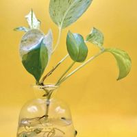 花瓶,今日の花の画像