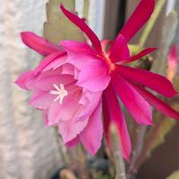 クジャクサボテン,サボテン,孔雀サボテン,北山緑化植物園,２０２５年同期の画像