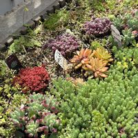 エケベリア,ハオルチア,farmpalk,室内LED管理,多肉植物の画像