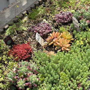 エケベリア,ハオルチア,farmpalk,室内LED管理,多肉植物の画像