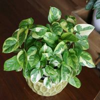 ポトス,ポトスエメラルド,ポトスエメラルド,観葉植物,室内組の画像