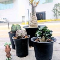 パキポディウム・グラキリス,多肉植物,豊橋,愛知,店頭販売の画像