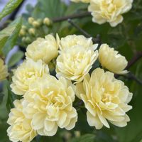 エリカ,コデマリ,モッコウバラ,花のある暮らし,ガーデ二ングの画像