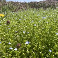 オオイヌノフグリ,ヒメオドリコソウの画像