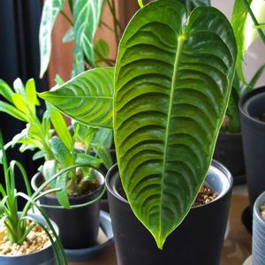 フィカス ベンガレンシス,アンスリウム ベイチー,観葉植物,植え替え,フィカス属の画像