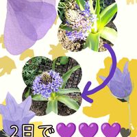 ジンチョウゲ,シラーペルビアナ,癒し,花のある暮らし,心ほっこりの画像