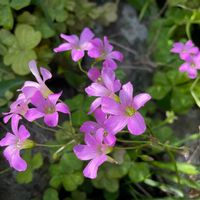 ムラサキカタバミの画像