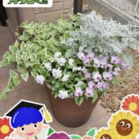 シロタエギク,ツルニチニチソウ,斑入りツルニチニチソウ,フリルパンジー クラッピング,パンジー きものの画像