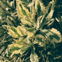 クリスマスローズ,シンビジウム,メタセコイア,斑入りラベンダー,斑入りラベンダーの画像