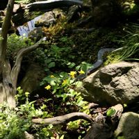 リュウキンカ,ビオトープ,山野草,おうち園芸,2026ビオトープ@きっぺぇの画像