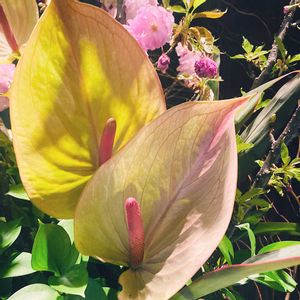 アンスリウム（紅団扇）,アンスリウム・マレア,グラデーション,サトイモ 科,グリーン！グリーン！グリーン！の画像