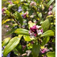 沈丁花,地植え,4月,庭の画像