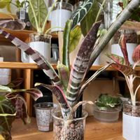 観葉植物,ハイドロカルチャー,パイナップル科,エクメア属,室内管理の画像