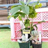 クリスマスローズ,星美人,嫁入り娘の画像