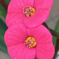 ハナキリン,ハナキリン,多肉植物,観葉植物,鉢植えの画像