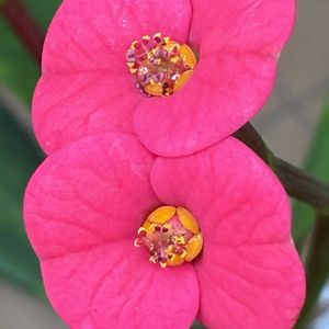 ハナキリン,ハナキリン,多肉植物,観葉植物,鉢植えの画像