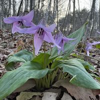 カタクリ,カタクリ,キクザキイチゲ,キクザキイチゲ,キクザキイチゲの画像