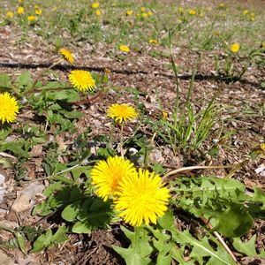 タンポポ,タンポポの綿毛,鉢植え,ガーデニング,散策の画像