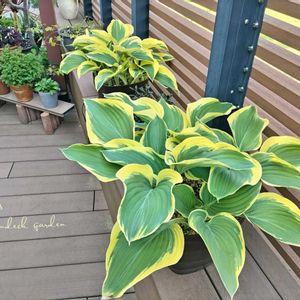 クレマチス,ホスタ 寒河江,クレマチス雪おこし,ホスタ リバティー,観葉植物の画像