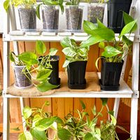 ポトス,ポトス,インドアグリーン,今日のお花,アロイドの画像