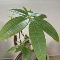 パキラ,実生 パキラ,観葉植物,リビング・ダイニングの画像