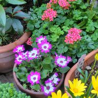 アサギリソウ,カランコエ,サイネリア,トルコキキョウ,ノースポールの画像