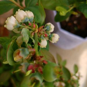 ブルーベリー,紫陽花,挿し木,キッチン,家庭菜園の画像