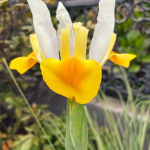 アイリス,アイリス,ダッチアイリス,ダッチアイリス,鉢植えの画像