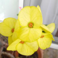 ハナキリンの画像