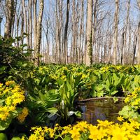 ミズバショウ,エンレイソウ,エゾノリュウキンカ,散歩,つぶやきの画像