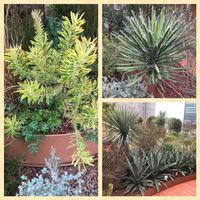 オリーブ,パークスガーデンの画像