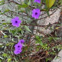 ヤナギバルイラソウの画像