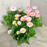 デージー,デージー  タッソ  ストロベリークリーム,寄せ植え,花壇,愛知豊明花き地方卸売市場の画像