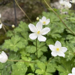 二輪草,鉢植え,庭の画像