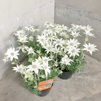フランネルフラワー,フランネルフラワー リトルエンジェル,寄せ植え,花壇,愛知豊明花き地方卸売市場の画像