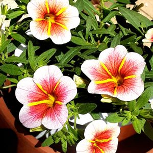 カリブラコア,鉢植え,玄関アプローチの画像