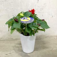 サルビア,サルビア,プチソルシエ,寄せ植え,花壇の画像