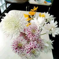 キク,スプレーマム,仏壇の供花の画像